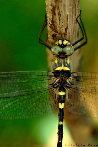 Macromia splendens, 7 juil. 2018 &copy; Ghislain Riou