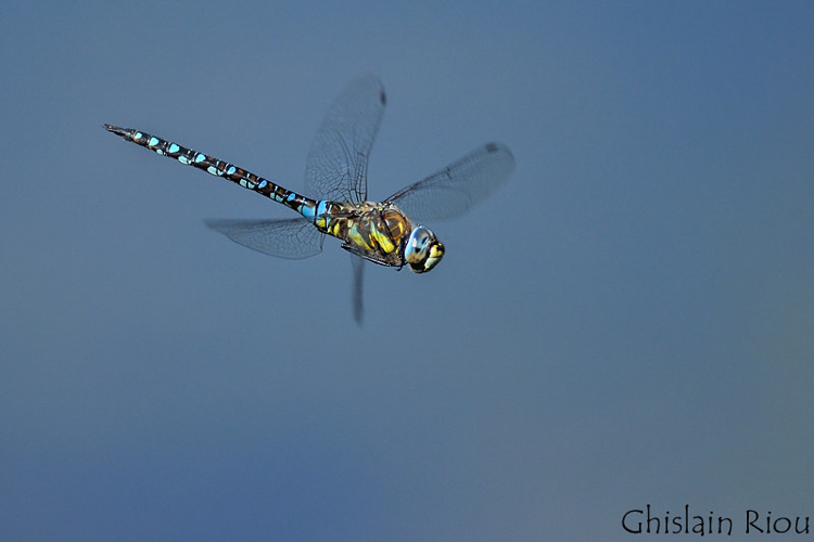 Aeshna mixta mâle &copy; Ghislain Riou