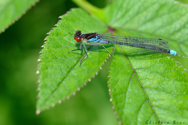 Erythromma najas &copy; Ghislain Riou