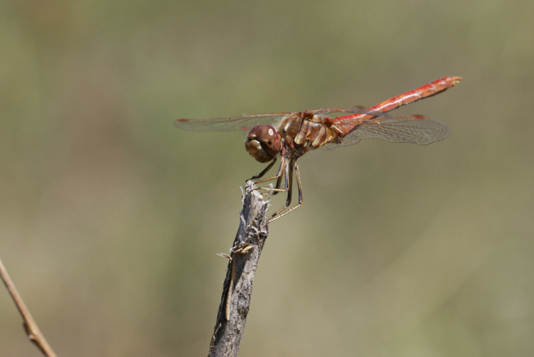 Sympetrum vulgatum ibericum, 23 août 2022, Bourg-Madame (66) &copy; Bastien Louboutin