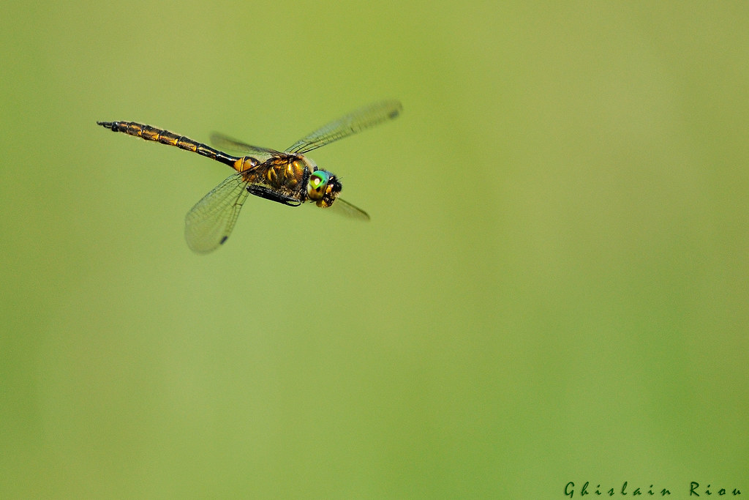 Somatochlora flavomaculata, 17 juil. 2016 &copy; Ghislain Riou