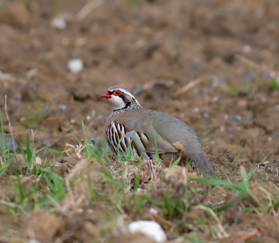 Perdrix rouge, 27 mars 2025, Saint-Orens-de-Gameville (31) &copy; Alain Cecillon