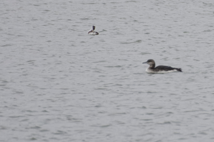 Plongeon arctique, 6 janv. 2024, Belleserre (81) &copy; Guilhem Thorel