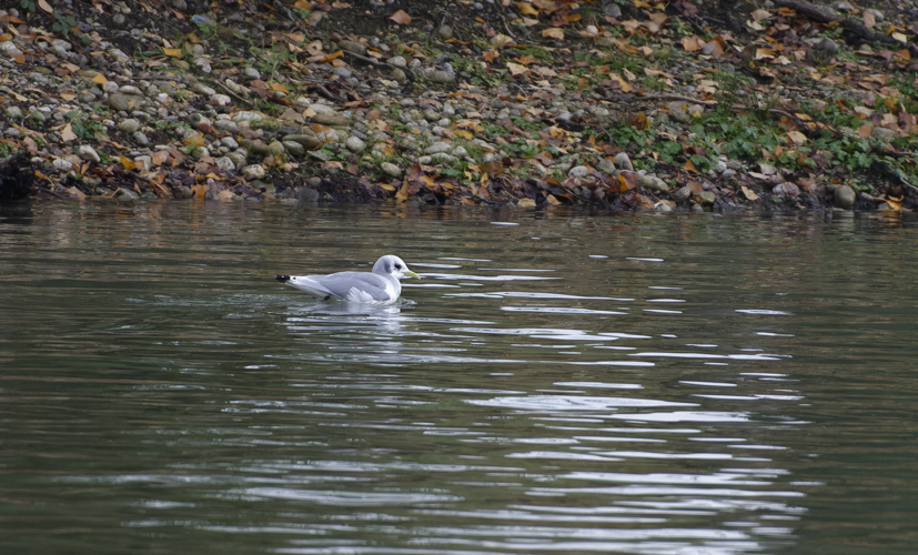 Mouette tridactyle ad., 30 nov. 2022, Cintegabelle (31) &copy; Thorel Guilhem & Rougeyrolles Delphine