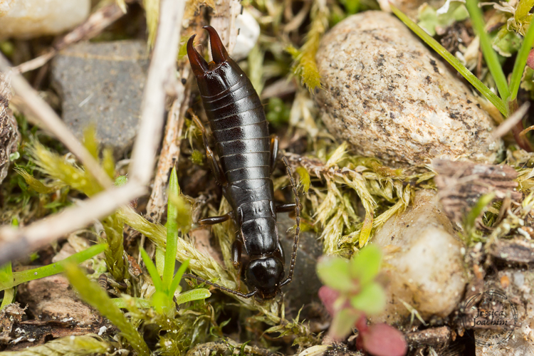 Euborellia moesta, 2020 &copy; Jessica Joachim
