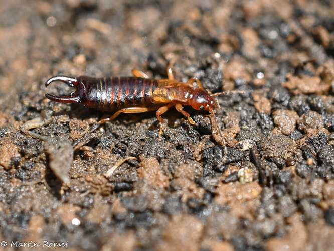 Pseudochelidura sinuata, 13 juil. 2025, Rabat-les-Trois-Seigneurs (09) &copy; Martin Romet