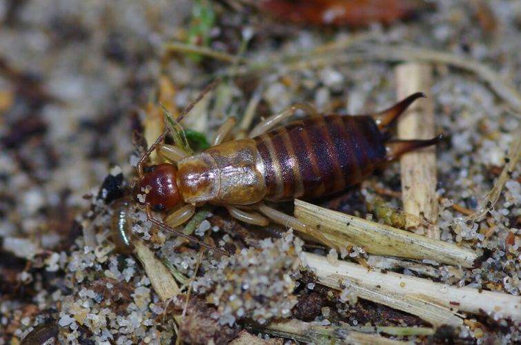 Guanchia pubescens, 23 fév. 2026, Villeneuve-lès-Maguelone (34) &copy; Julien Fougeroux