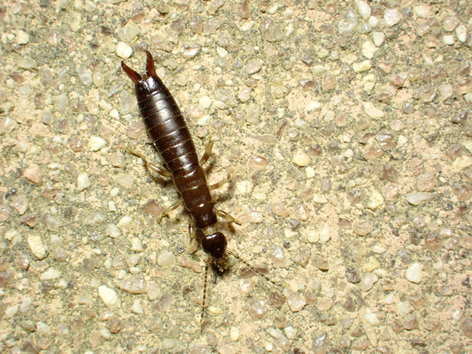 Euborellia annulipes, 29 août 2024, Gérone &copy; Titouan Gelez