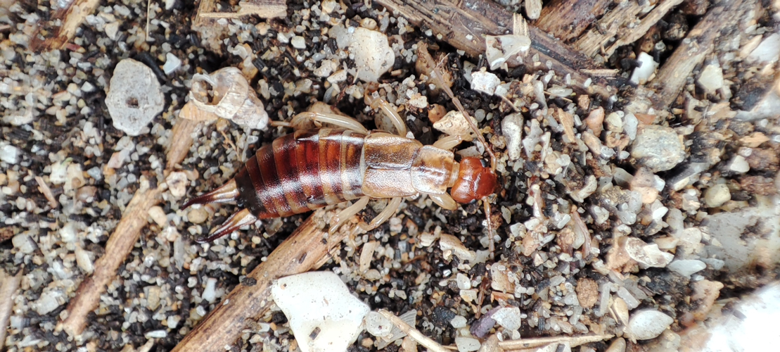 Forficula decipiens, 26 mars 2023, Villeneuve-lès-Maguelone (34) &copy; Rudy Gnagni