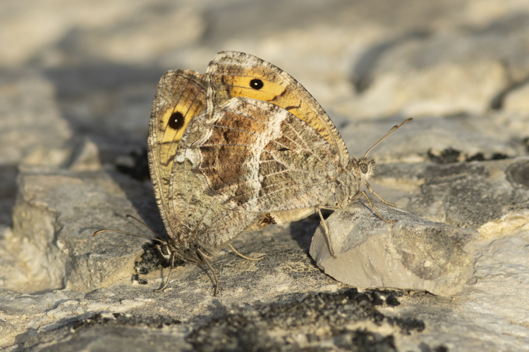 Accouplement Arethusana arethusa, 24 juil. 2026, Conqueyrac (30) &copy; Thierry Nicaise
