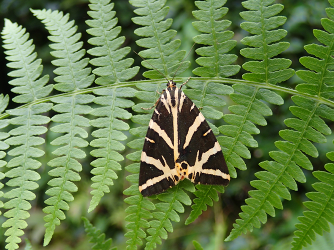Euplagia quadripunctaria, 14 août 2024, Saint-Hippolyte (12) &copy; Bastien Louboutin