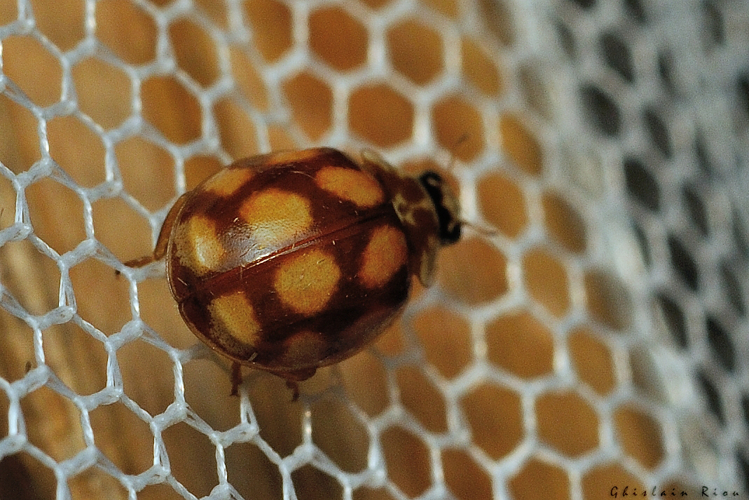Adalia decempunctata, 21 sept. 2026, Venerque (31) &copy; Ghislain Riou