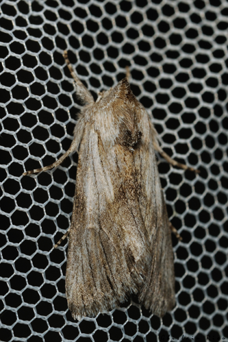 Calophasia platyptera, 21 sept. 2026, Venerque (31) &copy; Ghislain Riou