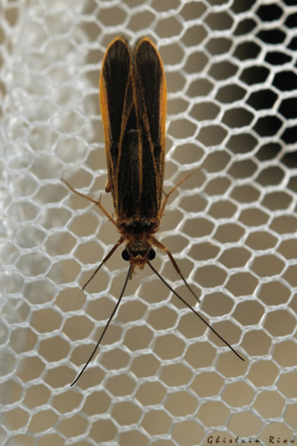 Chimarra marginata, 21 sept. 2026, Venerque (31) &copy; Ghislain Riou