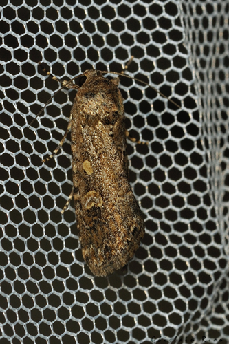 Spodoptera exigua, 21 sept. 2026, Venerque (31) &copy; Ghislain Riou