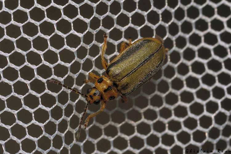 Xanthogaleruca luteola, 21 sept. 2026, Venerque (31) &copy; Ghislain Riou