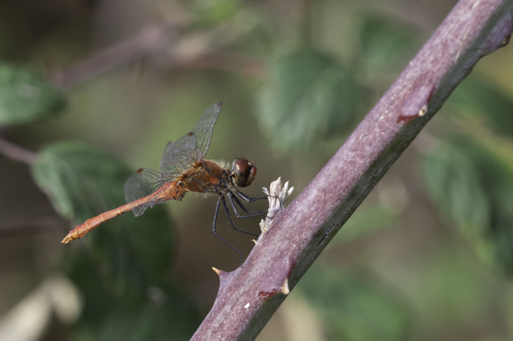 Sympetrum sanguineum, 18 sept. 2026, Pamiers (09) &copy; Claudine Delmas