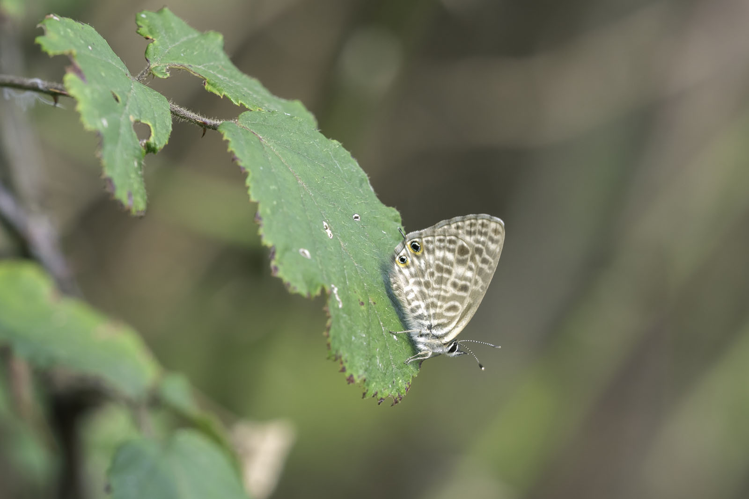 Leptotes pirithous, 18 sept. 2026, Pamiers (09) &copy; Claudine Delmas