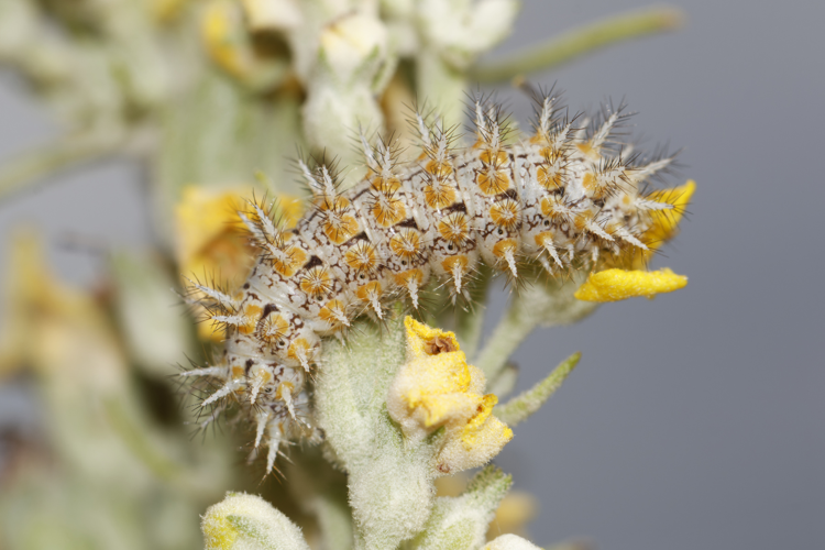 Melitaea ignasiti chenille, 27 juil. 2023, Enveitg (66) &copy; Bastien Louboutin
