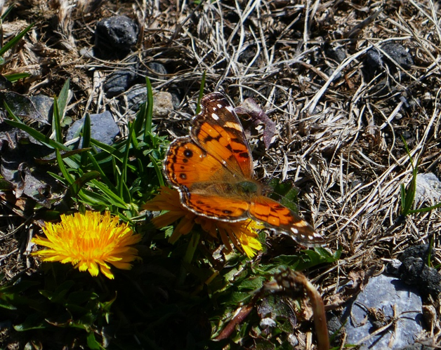 Vanessa virginiensis, 26 oct. 2026, Gavarnie-Gèdre (65) &copy; Jude Lock