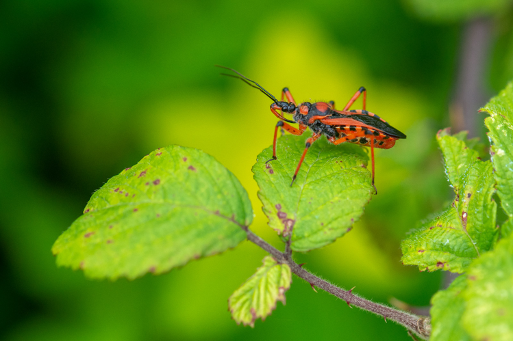 Rhynocoris iracundus &copy; Romain Baghi