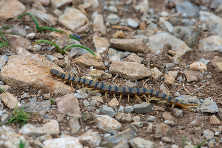 Scolopendra cingulata &copy; Romain Baghi