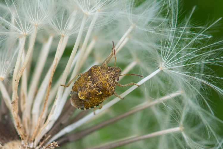 Staria lunata &copy; Romain Baghi