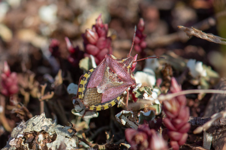 Codophila varia &copy; Romain Baghi