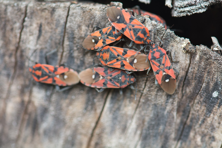 Spilostethus pandurus &copy; Romain Baghi