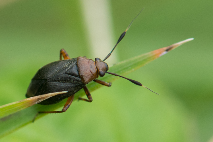 Capsus ater &copy; Romain Baghi