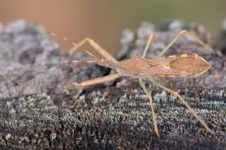 Nagusta goedeli &copy; Romain Baghi