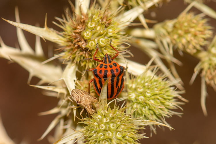 Graphosoma semipunctatum &copy; Romain Baghi
