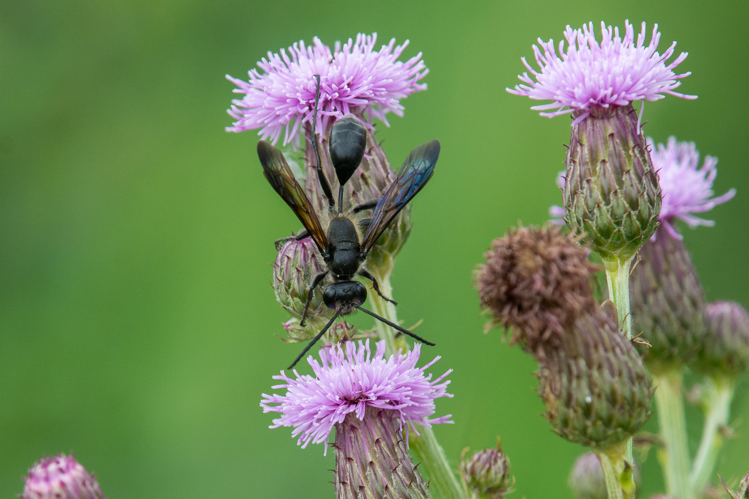 Isodontia mexicana &copy; Romain Baghi