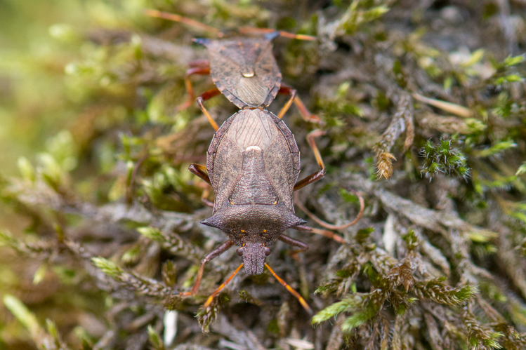 Picromerus bidens &copy; Romain Baghi