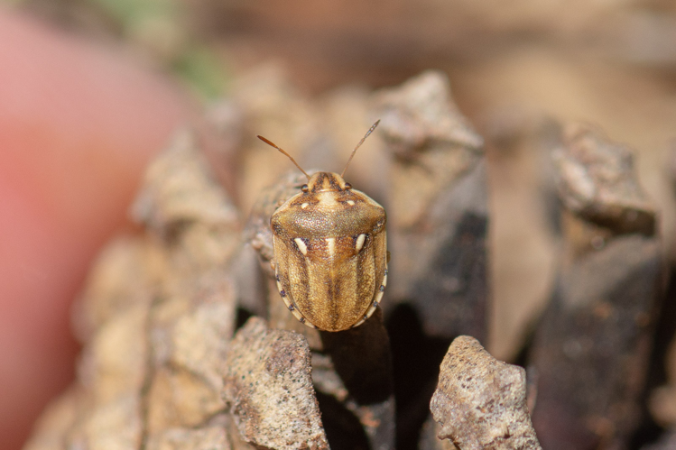 Derula flavoguttata &copy; Romain Baghi