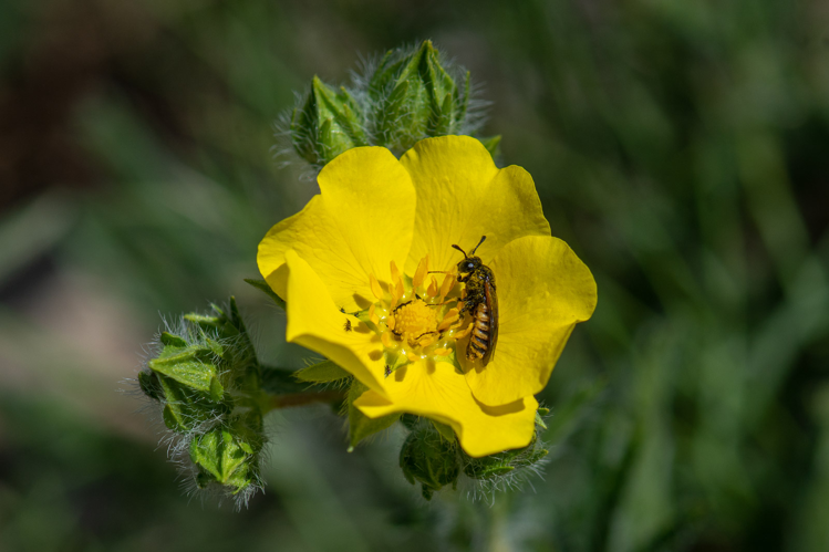 Corynis crassicornis &copy; Romain Baghi