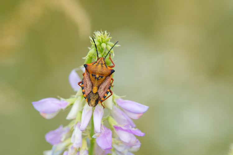 Carpocoris mediterraneus &copy; Romain Baghi