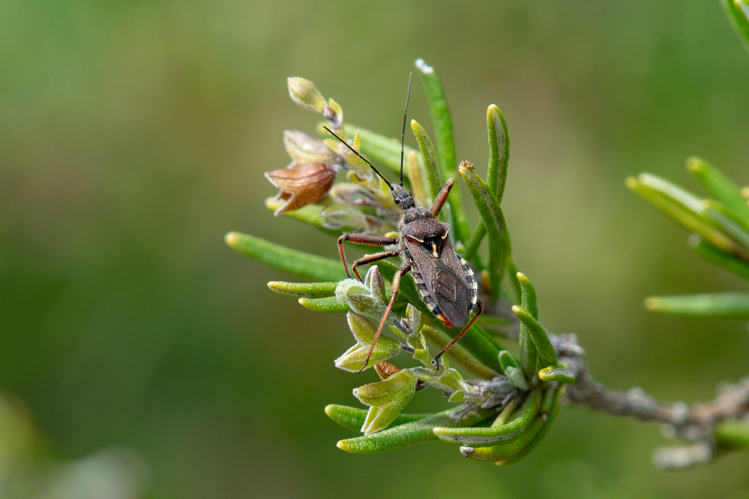 Rhynocoris erythropus &copy; Romain Baghi