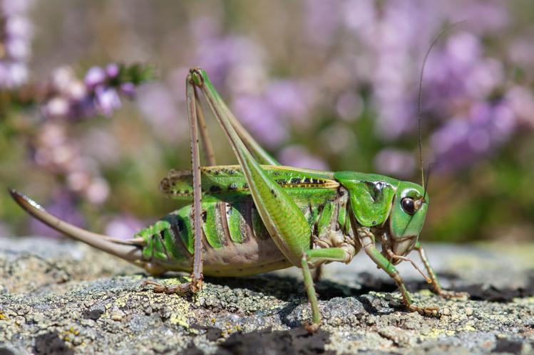 Decticus verrucivorus verrucivorus &copy; Romain Baghi