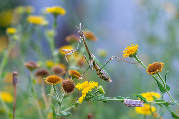 Empusa pennata &copy; Romain Baghi