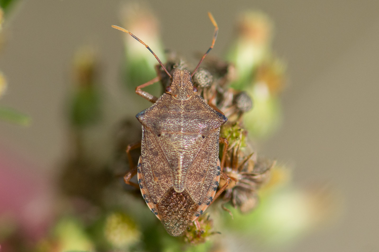 Arma custos &copy; Romain Baghi