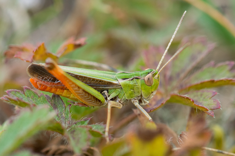 Stenobothrus lineatus lineatus &copy; Romain Baghi