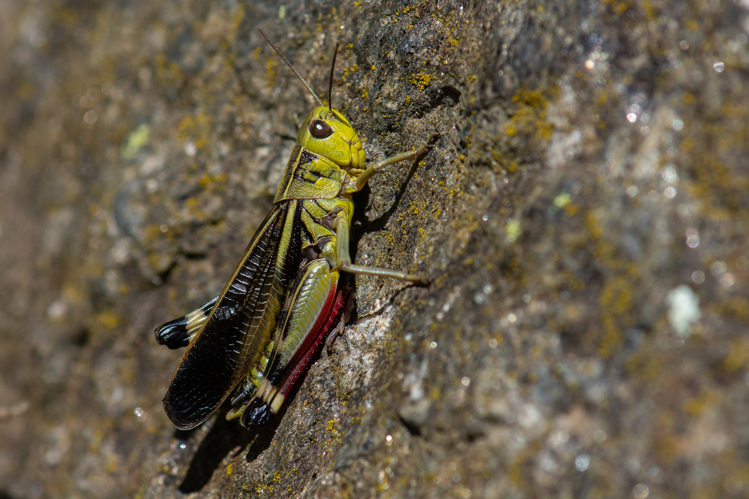 Arcyptera fusca &copy; Romain Baghi