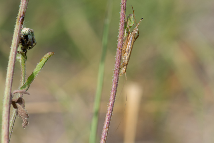 Oecanthus pellucens pellucens &copy; Romain Baghi