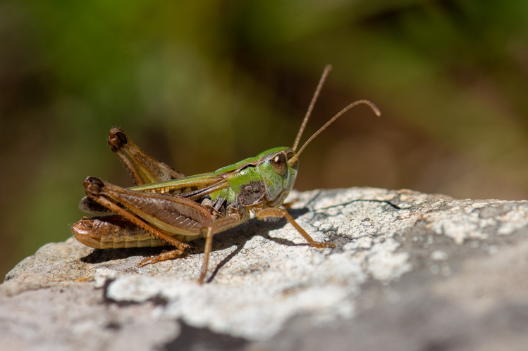Stenobothrus nigromaculatus nigromaculatus &copy; Romain Baghi
