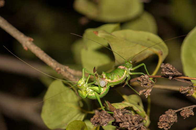 Uromenus rugosicollis &copy; Romain Baghi