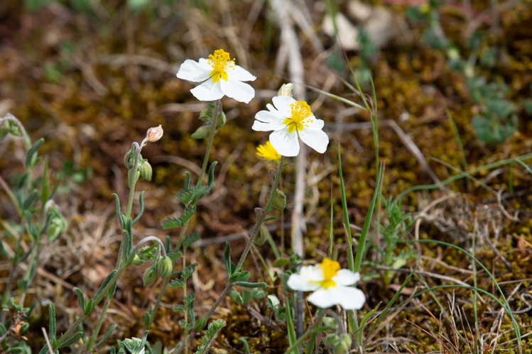 Hélianthème &copy; Romain Baghi