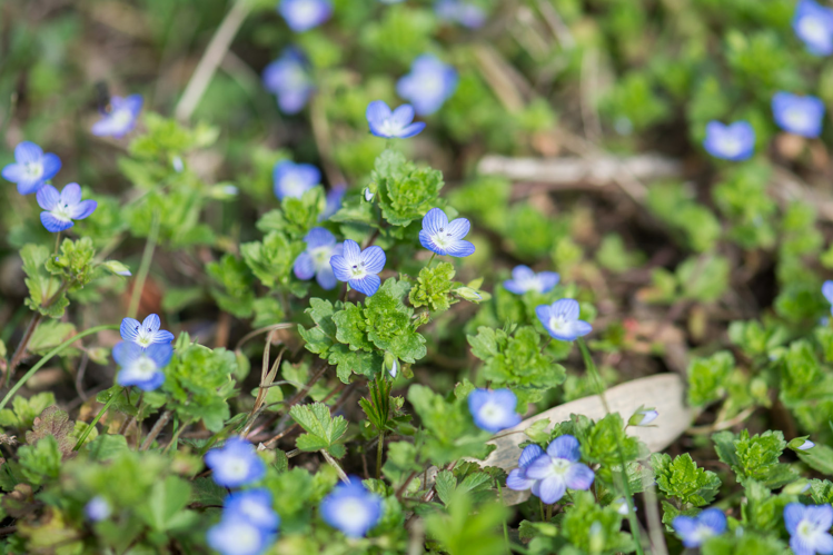 Véronique &copy; Romain Baghi
