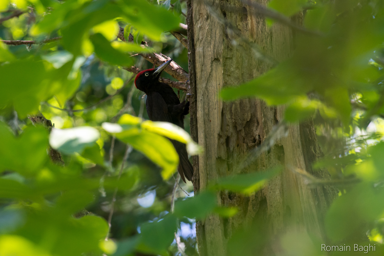 Pic noir &copy; Romain Baghi