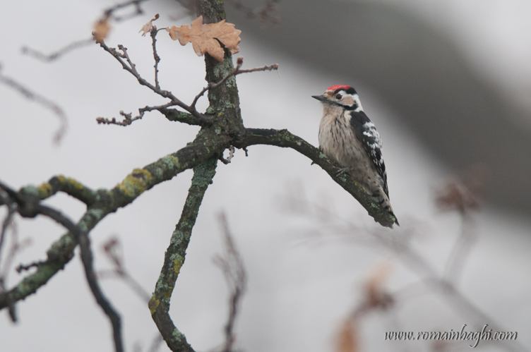Pic épeichette &copy; Romain Baghi